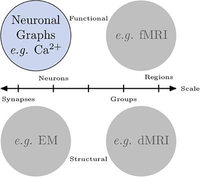 Neuronal Graphs: A Graph Theory Primer for Microscopic, Functional Networks of Neurons Recorded by Calcium Imaging